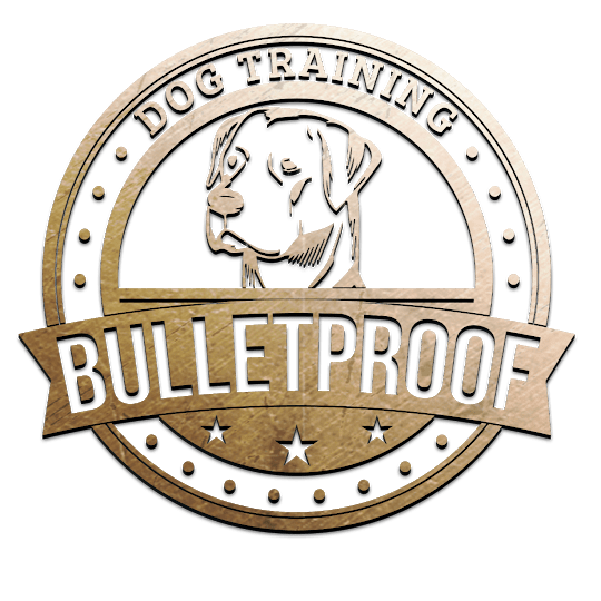 Boarding obedience best sale training for dogs